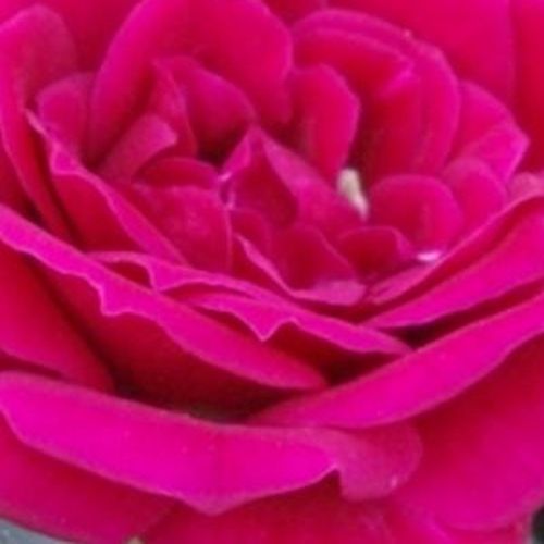 Rosa Ciklámen - mierna vôňa ruží - Stromková ruža s drobnými kvetmi - červená - -stromková ruža s kompaktným tvarom koruny - -